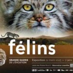 exhibition felines big gallery of the evolutionist