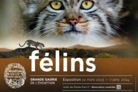 exhibition felines big gallery of the evolutionist