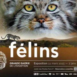 exhibition felines big gallery of the evolutionist