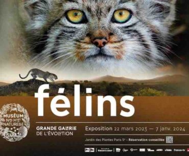 exhibition felines big gallery of the evolutionist