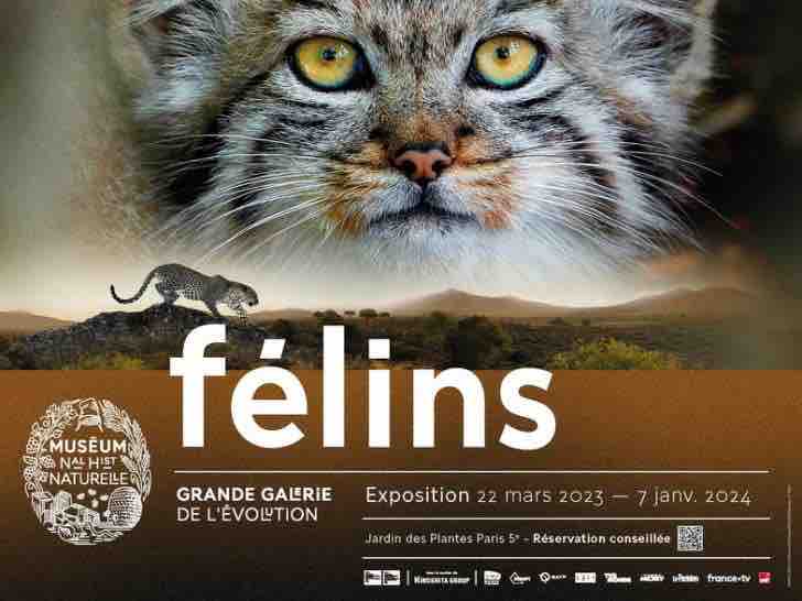 exhibition felines big gallery of the evolutionist