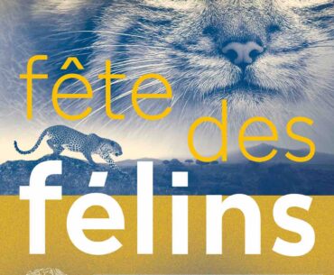 the feline festival at the jardin des plantes