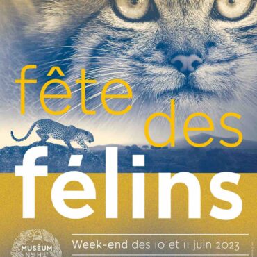 the feline festival at the jardin des plantes