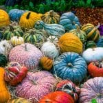courges-légumes-cueillette -halloween -photo pixabay - libre droits