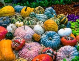 courges-légumes-cueillette -halloween -photo pixabay - libre droits