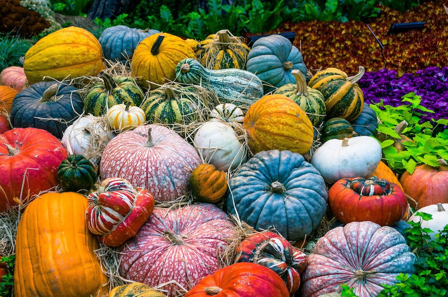 courges-légumes-cueillette -halloween -photo pixabay - libre droits
