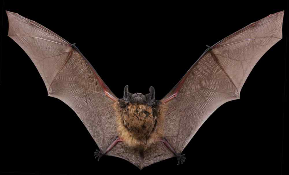 nuit internationale de la chauve souris