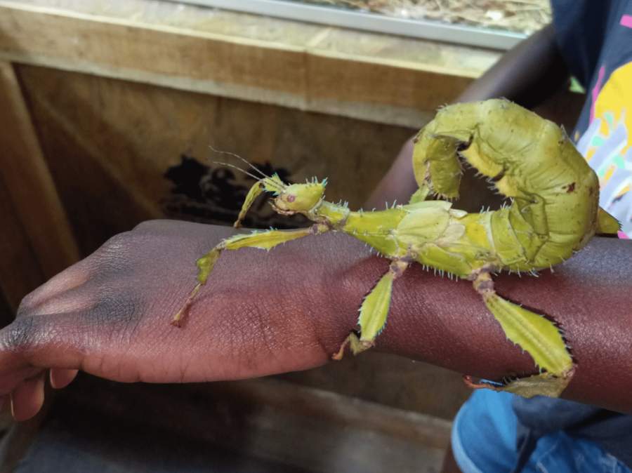 un scorpion à la ferme