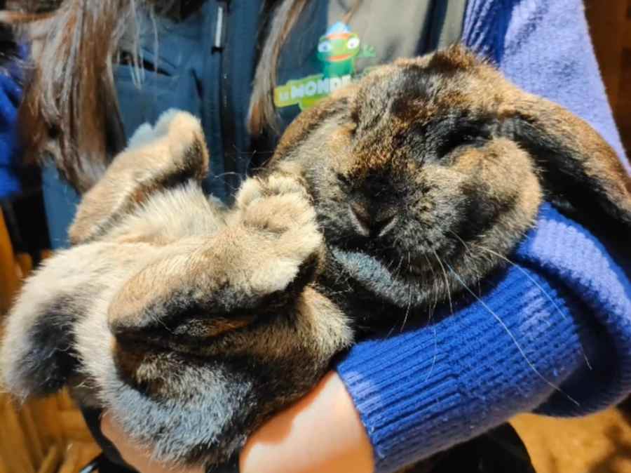 le grand lapin du Monde de Noé