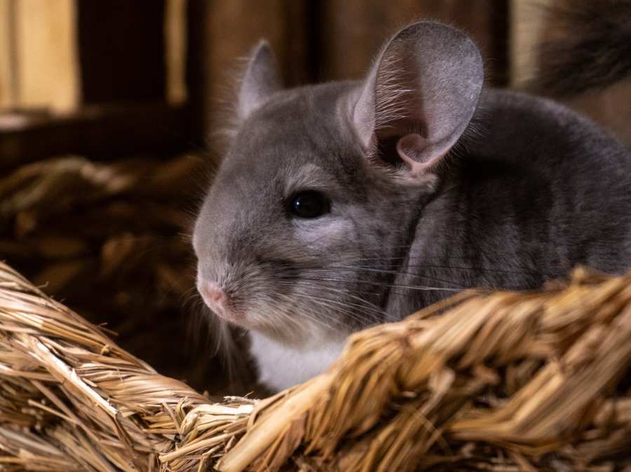 une souris du Monde de Noé