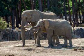 Moyo and Ben, the 2 elephants in the savannah of Thoiry Park