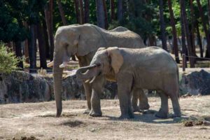 Moyo et Ben, les 2 éléphants dans la savane du parc de Thoiry