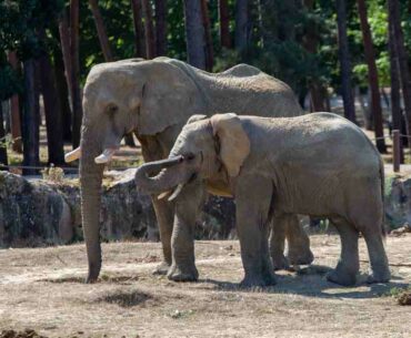 Moyo and Ben, the 2 elephants in the savannah of Thoiry Park