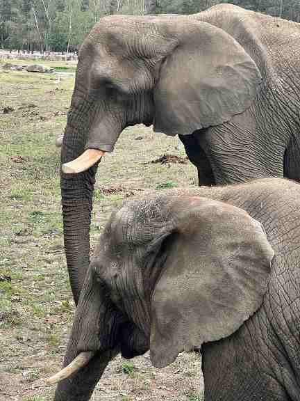 the 2 elephants of Thoiry