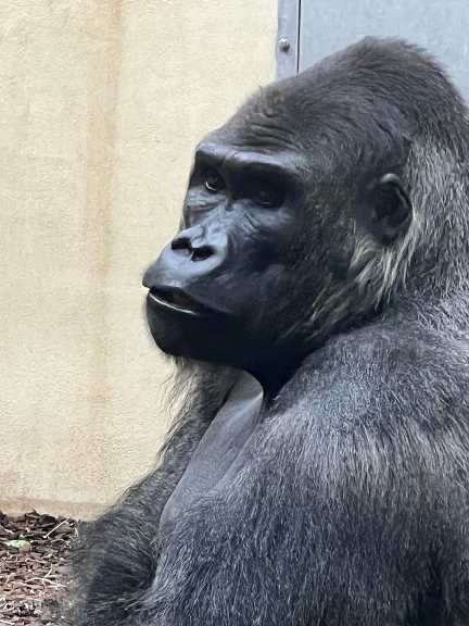 the gorilla house in Thoiry