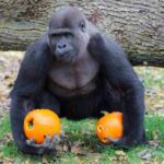 halloween à Thoiry