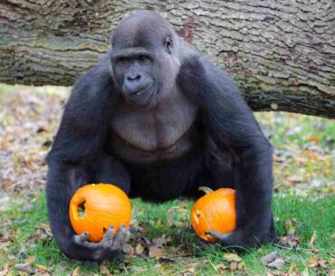 halloween à Thoiry