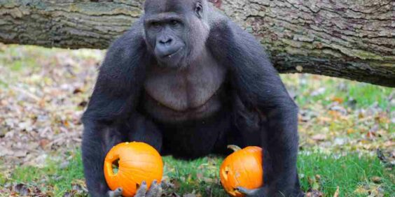 Halloween au ZooSafari de Thoiry