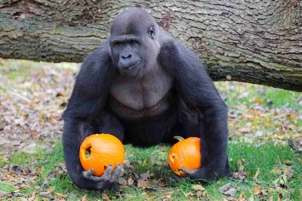 halloween in Thoiry