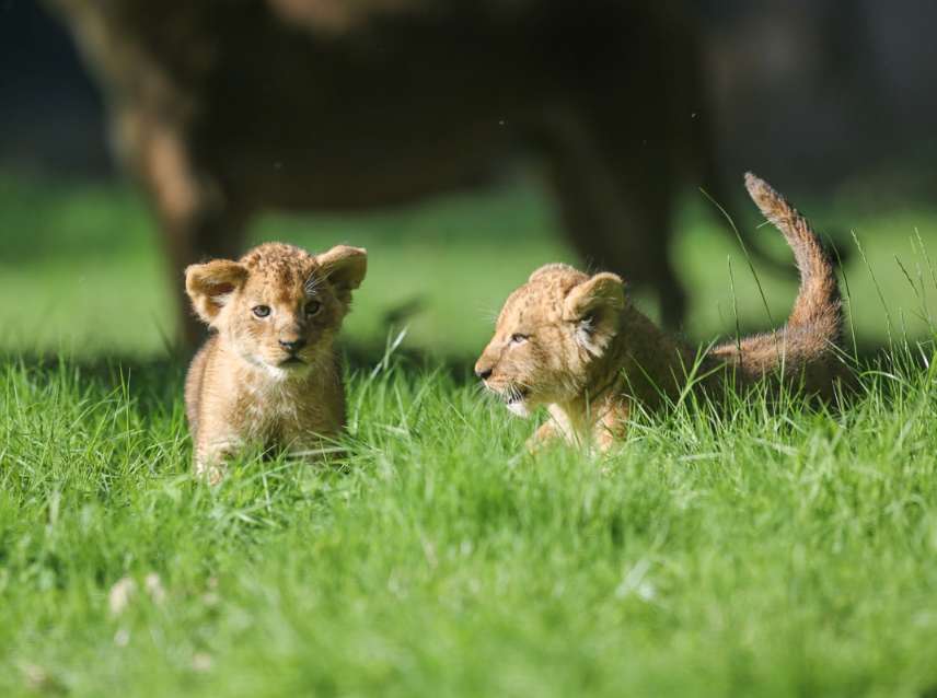 Thoiry Cubs