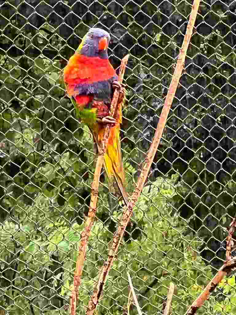 bird zone Australia of Thoiry