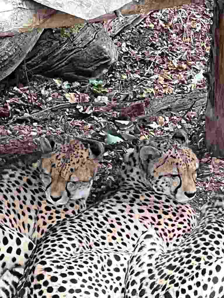 in the zoo of Thoiry