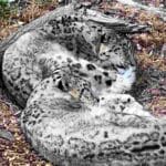 the big cats of Thoiry