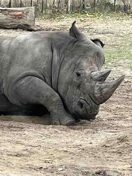 thoiry safari Rhinoceros
