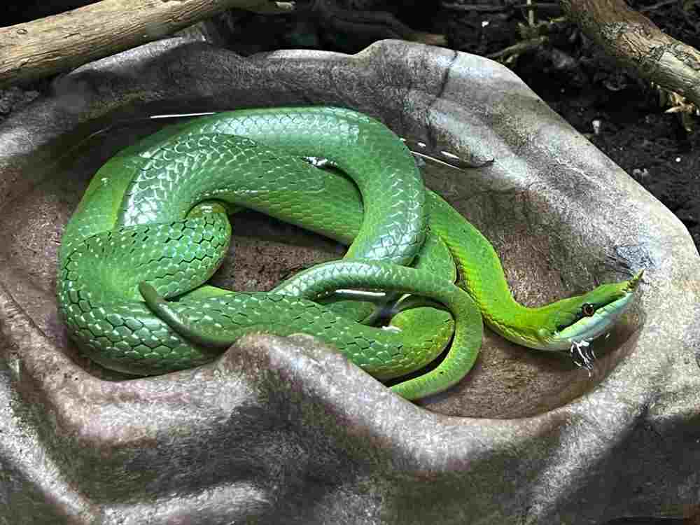 snake of the vivarium of Thoiry
