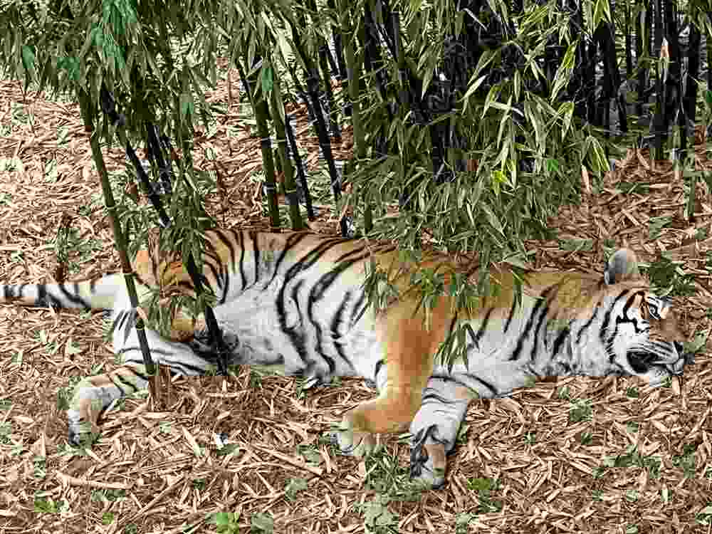 tiger from the glass tunnel of Thoiry