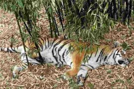 tigre depuis le tunnel de verre de Thoiry