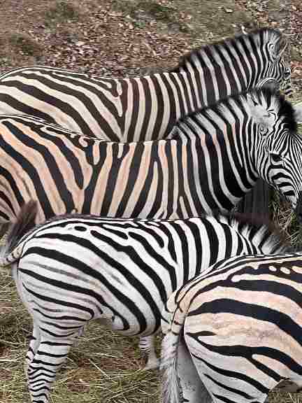 zebras of Thoiry