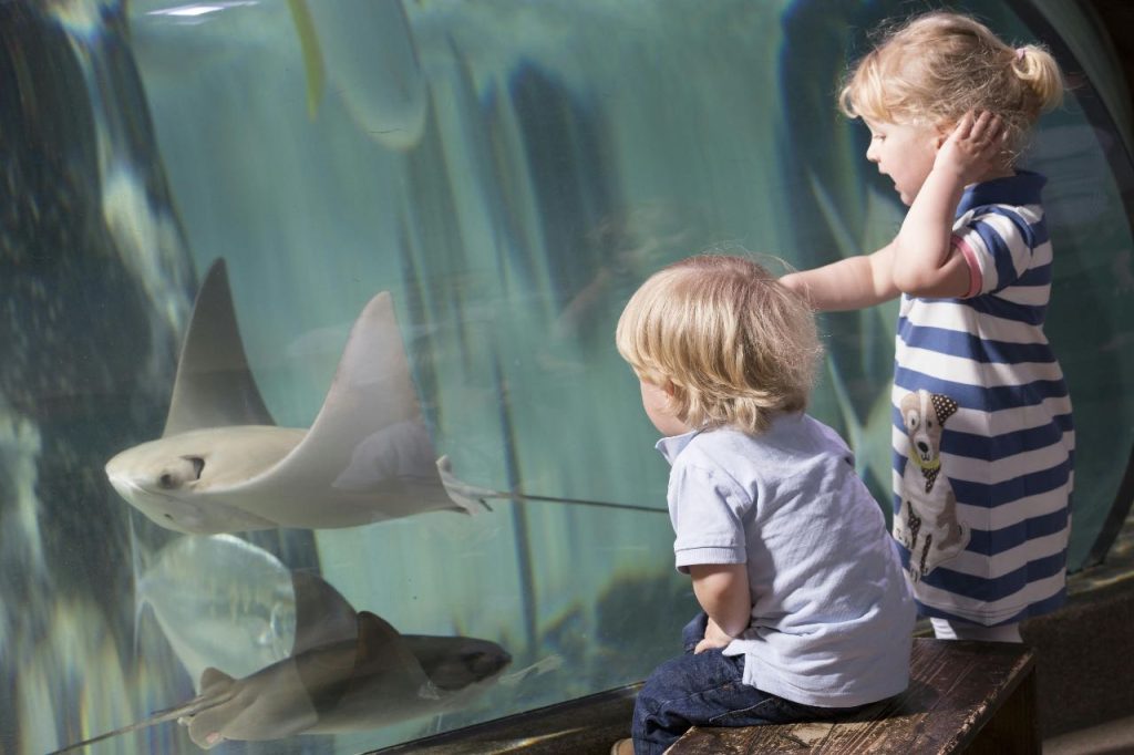 l'aquarium Sea Life Val d'Europe