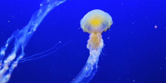 L’Aquarium de Paris : tarif et horaire