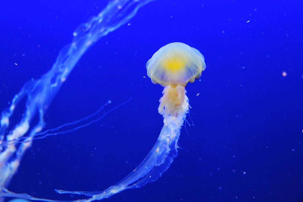 le medusarium de l'Aquarium de Paris