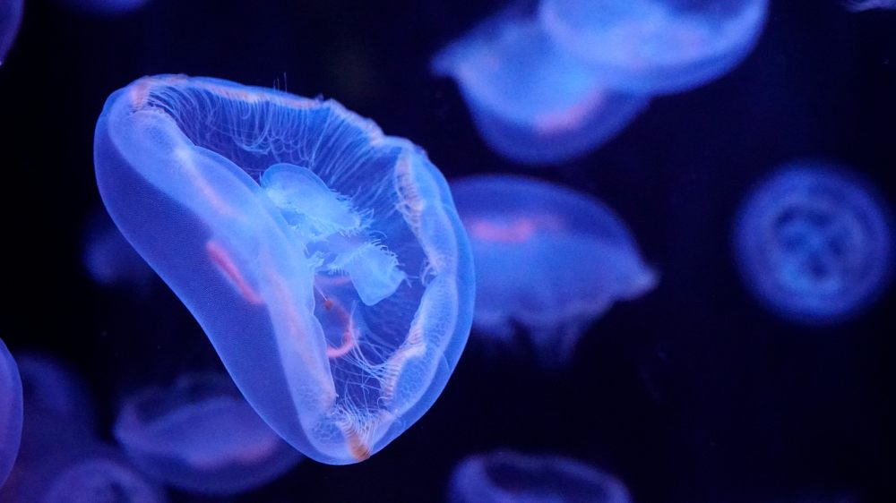 billets pour le medusarium de l'Aquarium de Paris