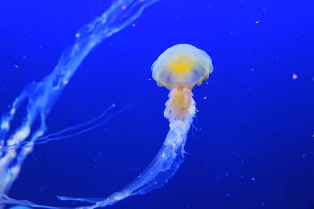 le médusarium de l'Aquarium de Paris