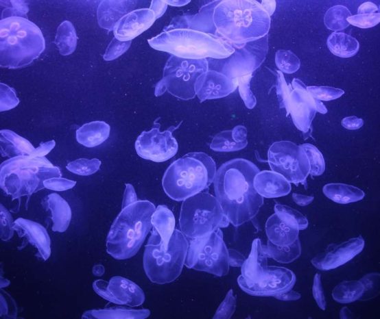 le médusarium de l'aquarium de paris