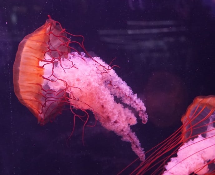 le medusarium de l'Aquarium de Paris