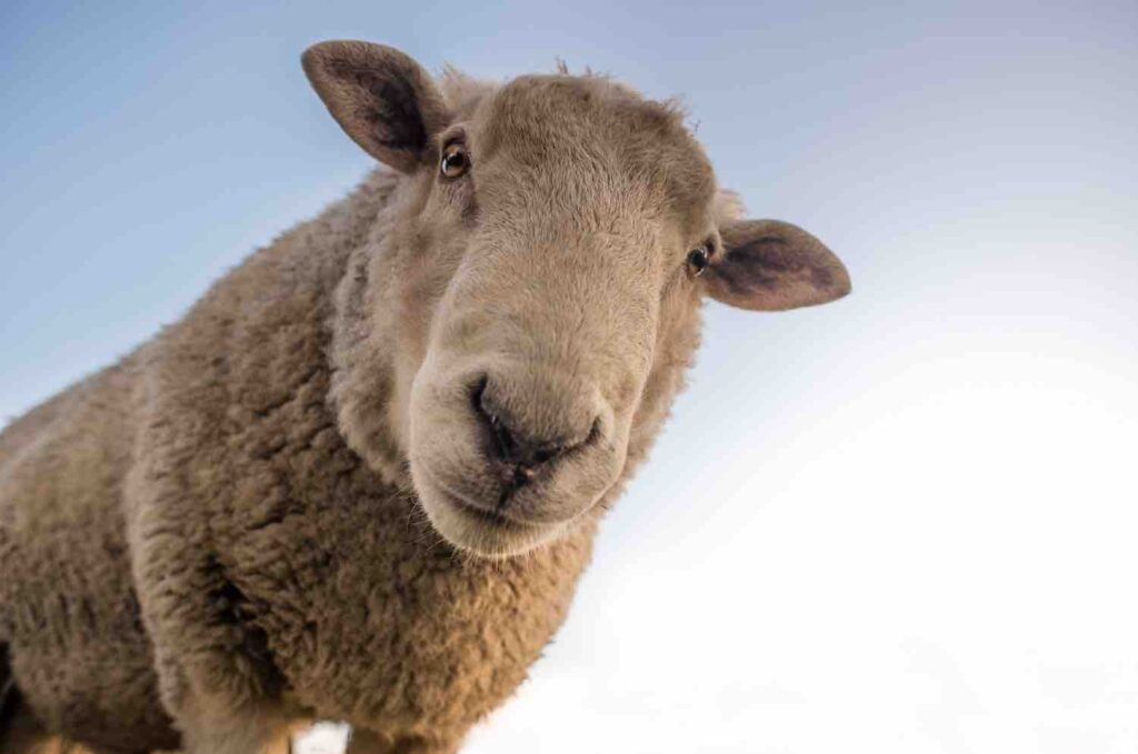 sheep at the educational farm