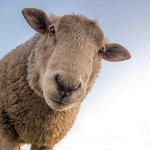 La ferme pédagogique de Mantes-la-Jolie