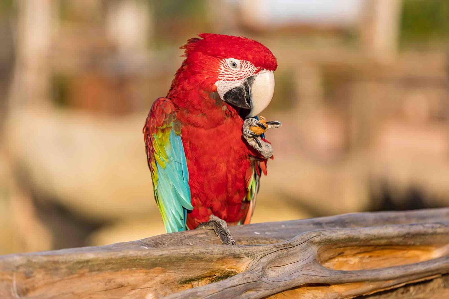 View of Parrot World, the immersive animal park >> Reviews, prices, photos...