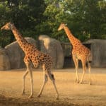 night visits to the Vincennes Zoo