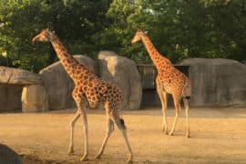 nocturnes au Zoo de Vincennes