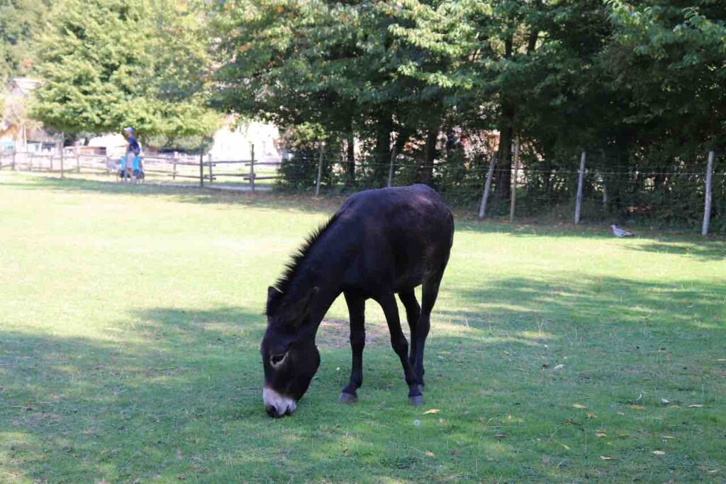 farm animals at the Hameau de Marie Antoinette