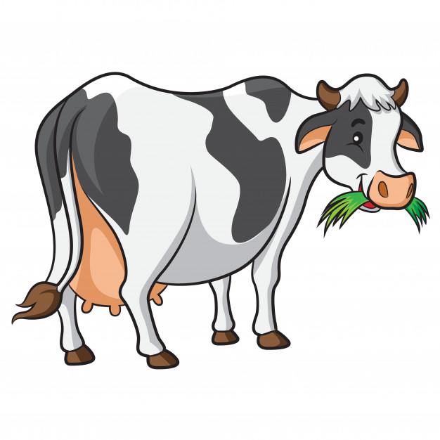 The cow at the Agricultural Show