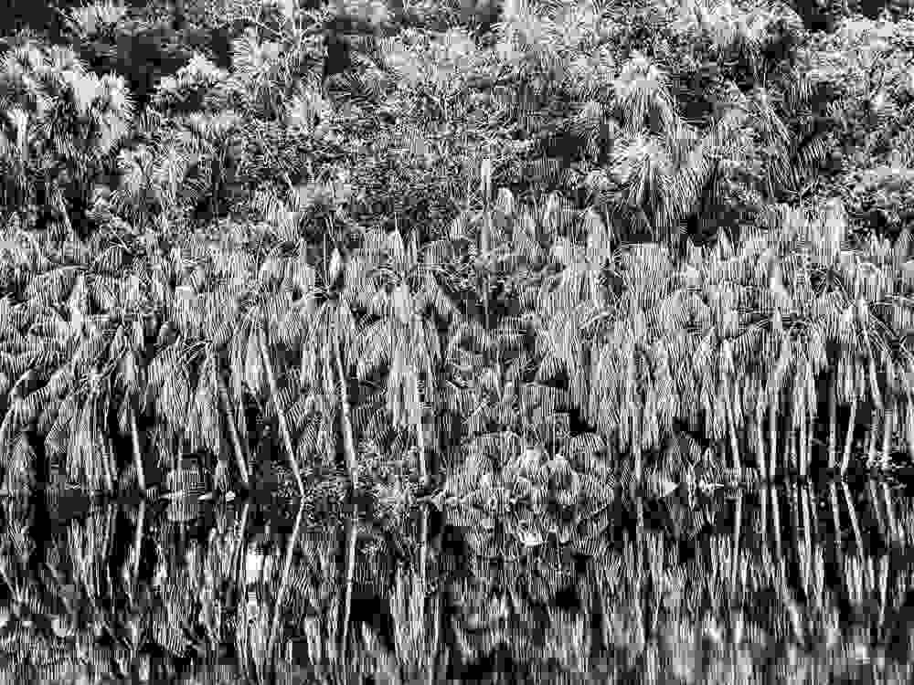 philharmonie expo Amazonia