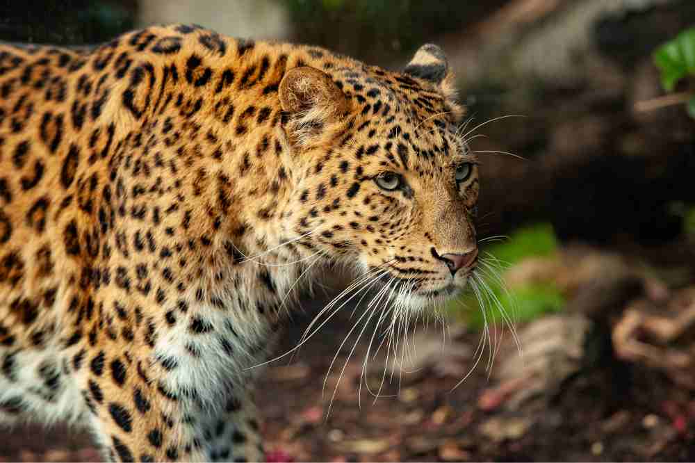 Felines, the exhibition in Paris