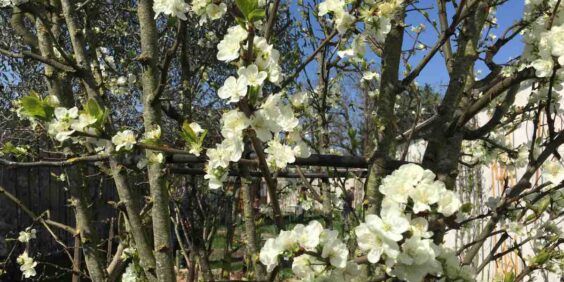 Les jardins de l’impasse Gobétue à Montreuil