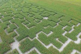 pop corn labyrinthe